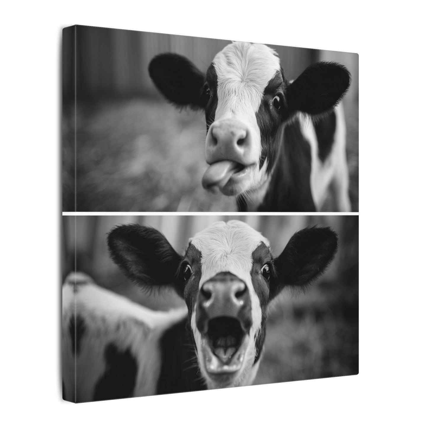 Whimsical Cow Photography | Black and White Animal Art