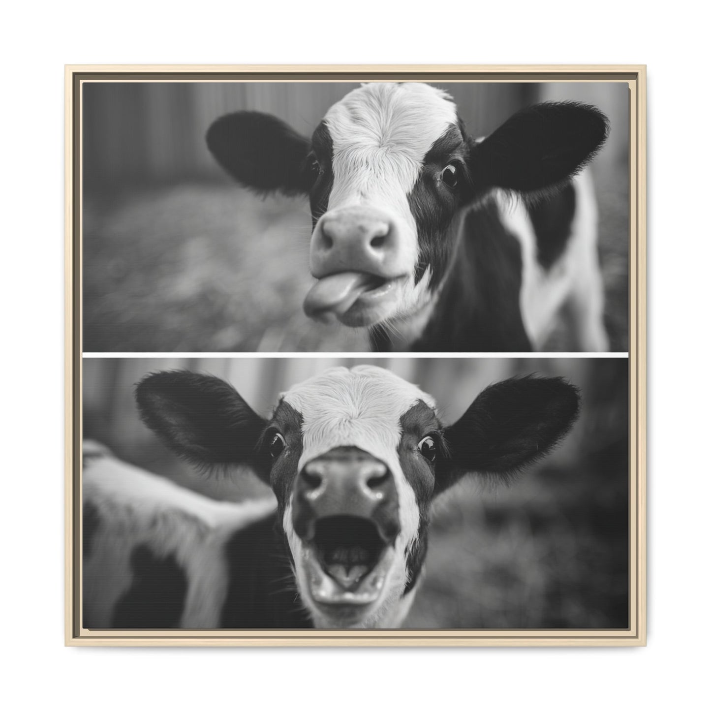Whimsical Cow Photography | Black and White Animal Art