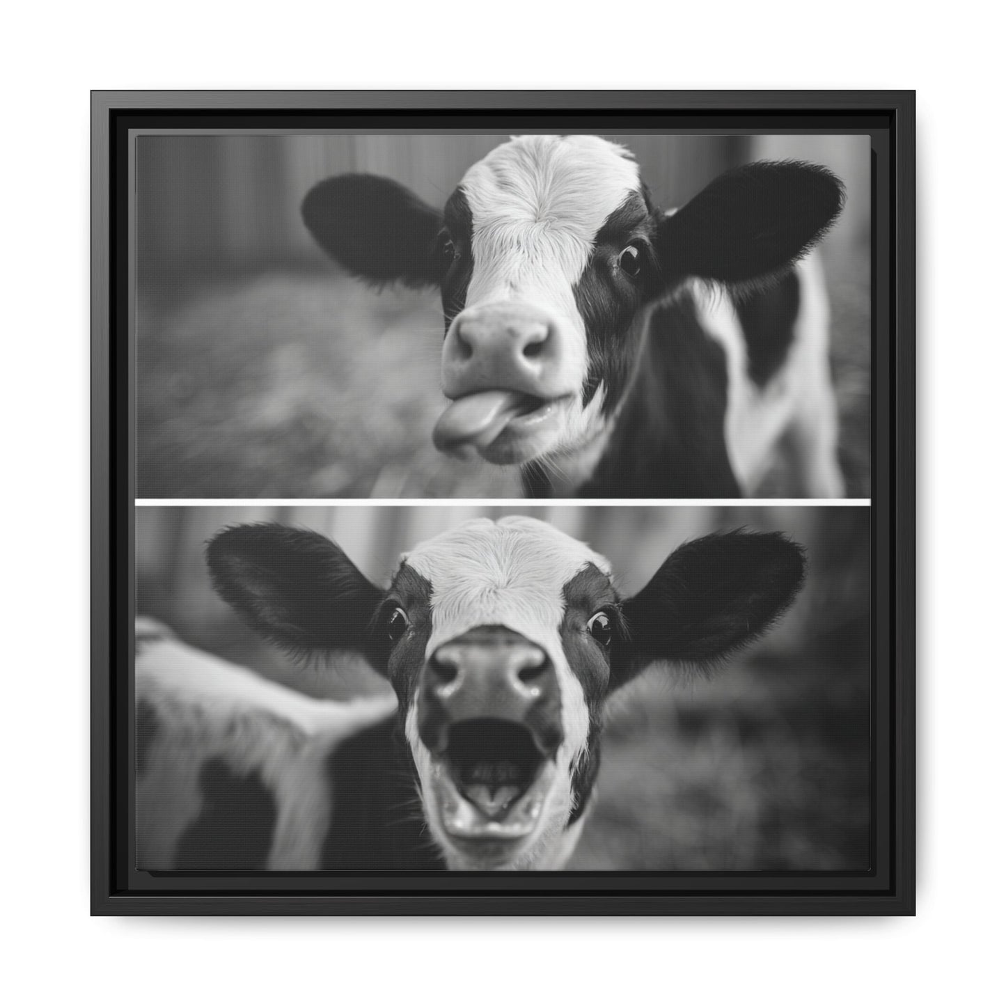 Whimsical Cow Photography | Black and White Animal Art