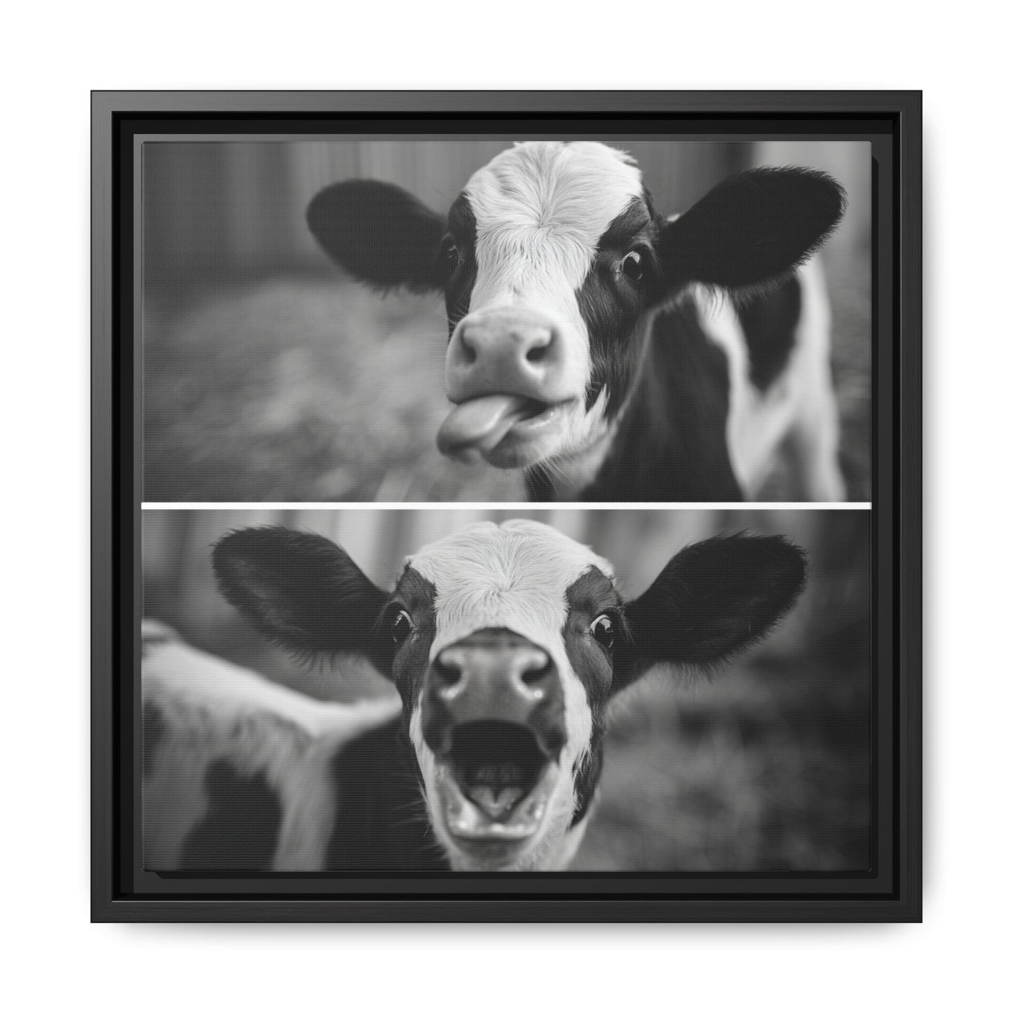 Whimsical Cow Photography | Black and White Animal Art