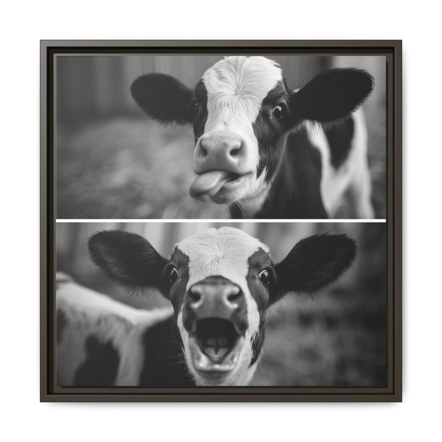 Whimsical Cow Photography | Black and White Animal Art