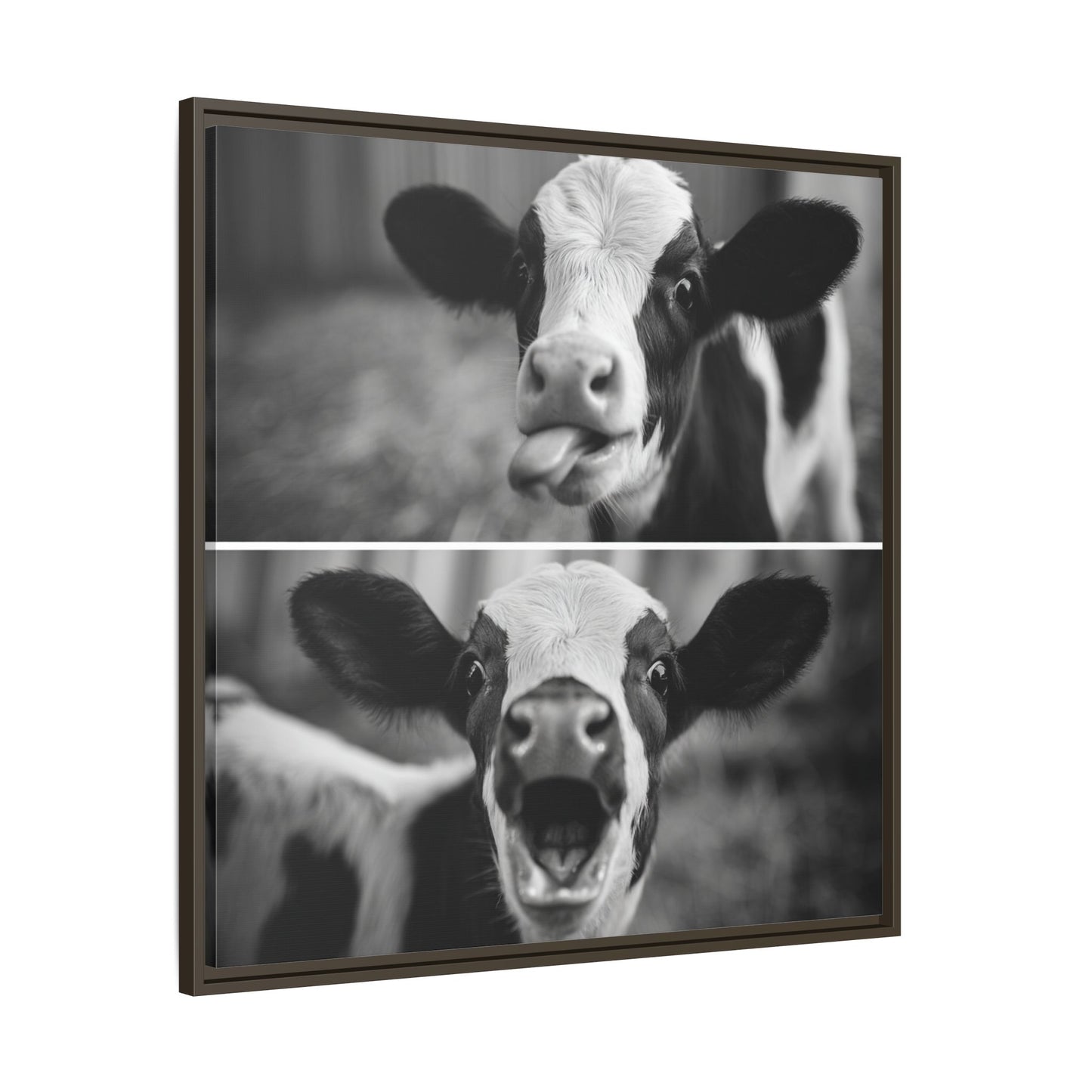 Whimsical Cow Photography | Black and White Animal Art