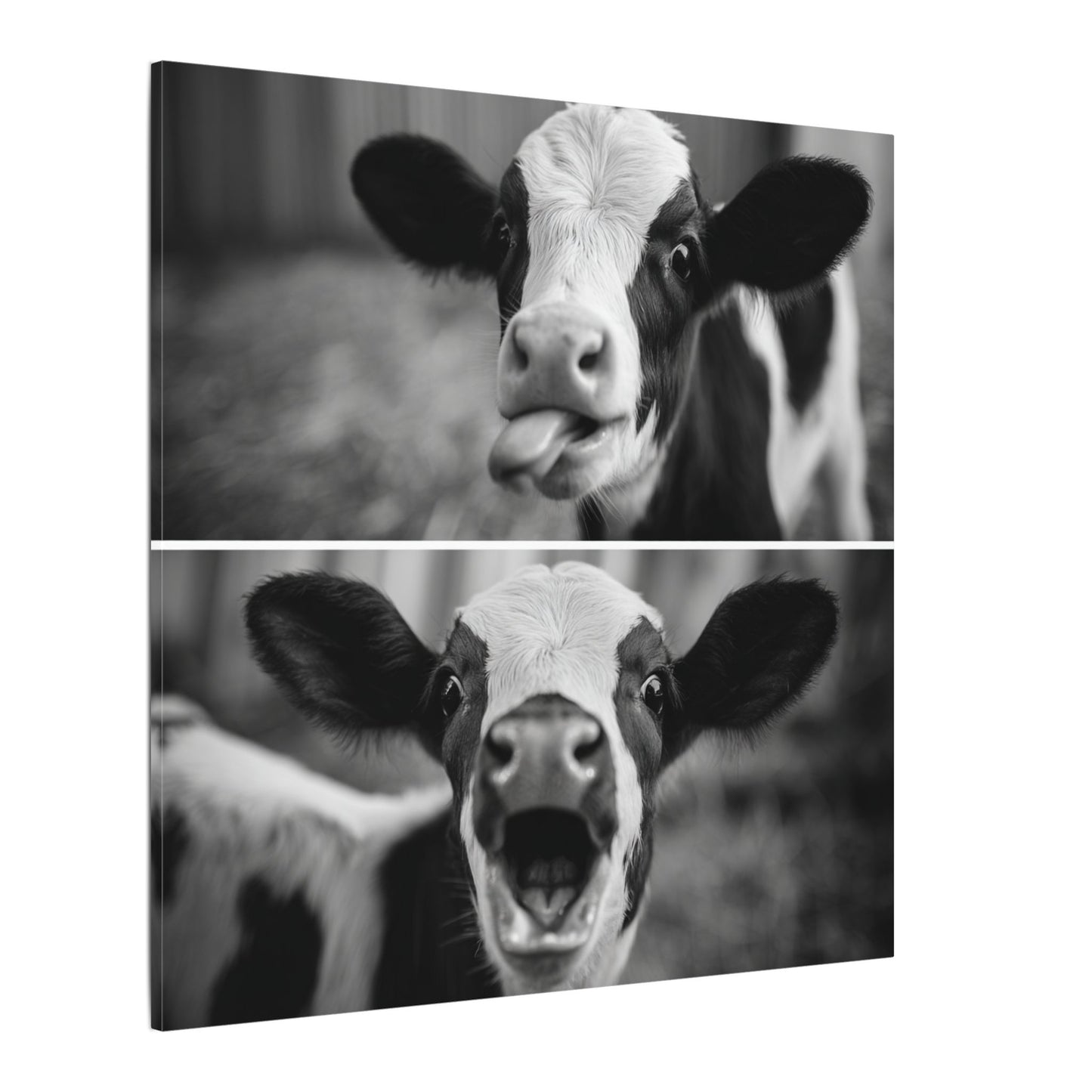 Whimsical Cow Photography | Black and White Animal Art