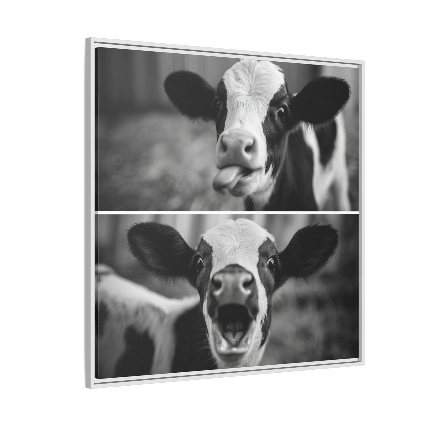 Whimsical Cow Photography | Black and White Animal Art