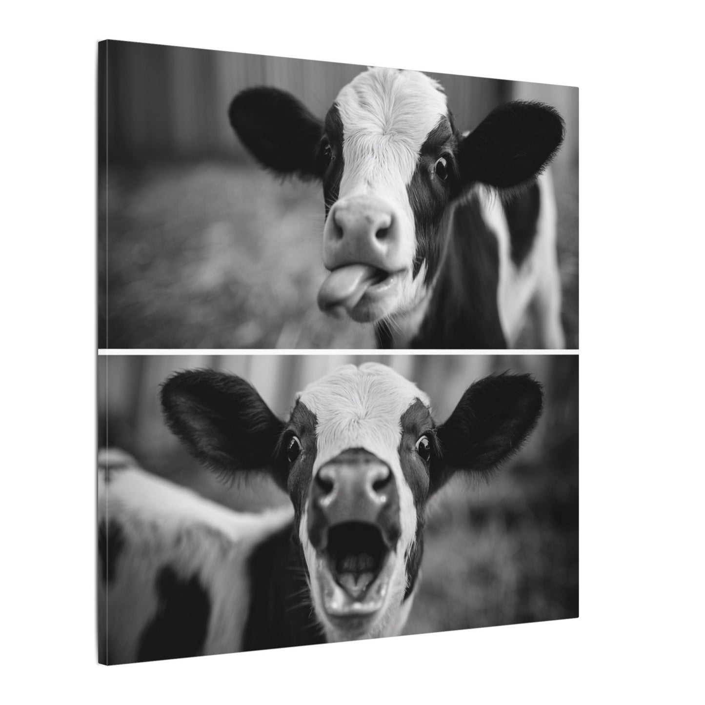Whimsical Cow Photography | Black and White Animal Art