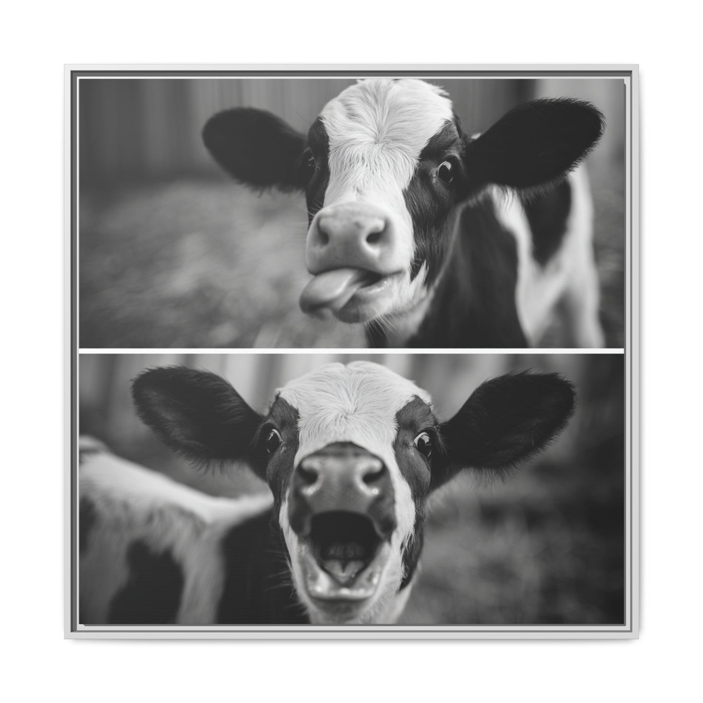Whimsical Cow Photography | Black and White Animal Art