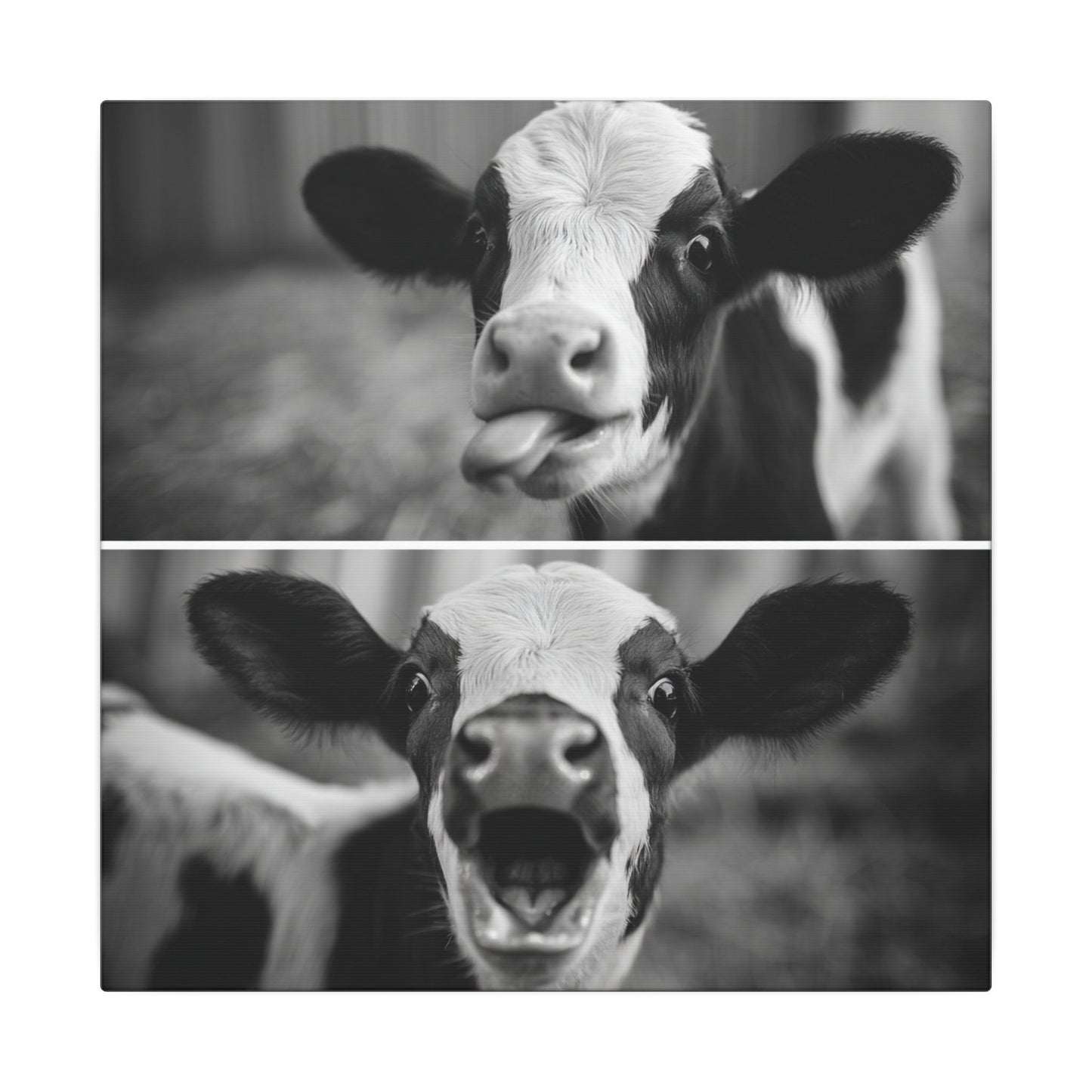 Whimsical Cow Photography | Black and White Animal Art