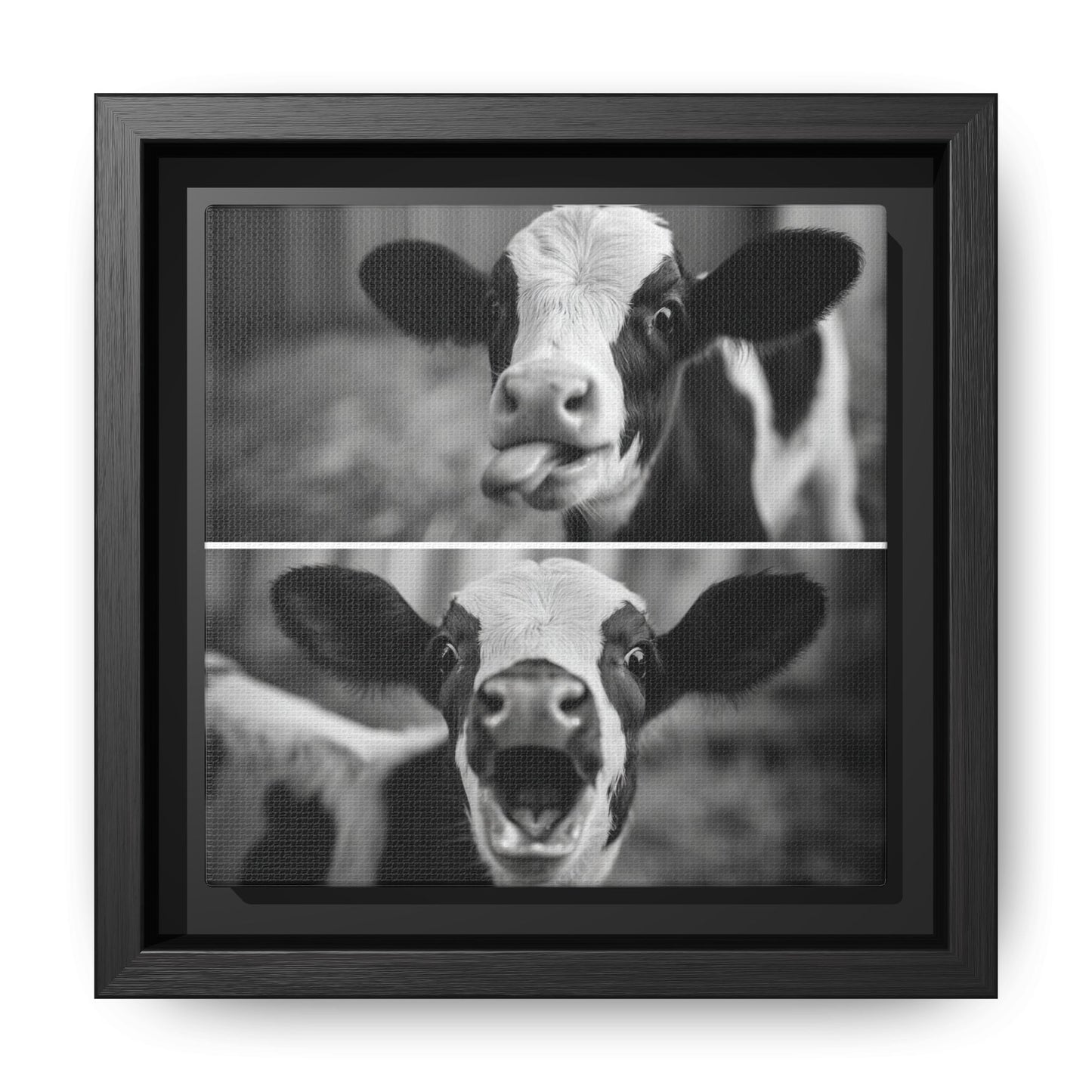 Whimsical Cow Photography | Black and White Animal Art