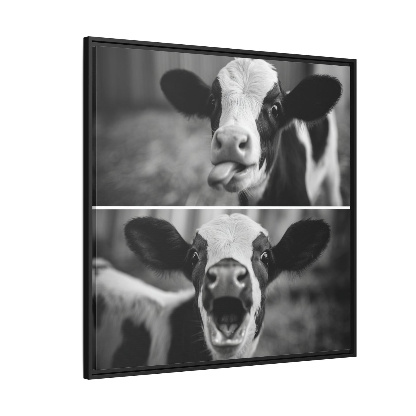 Whimsical Cow Photography | Black and White Animal Art