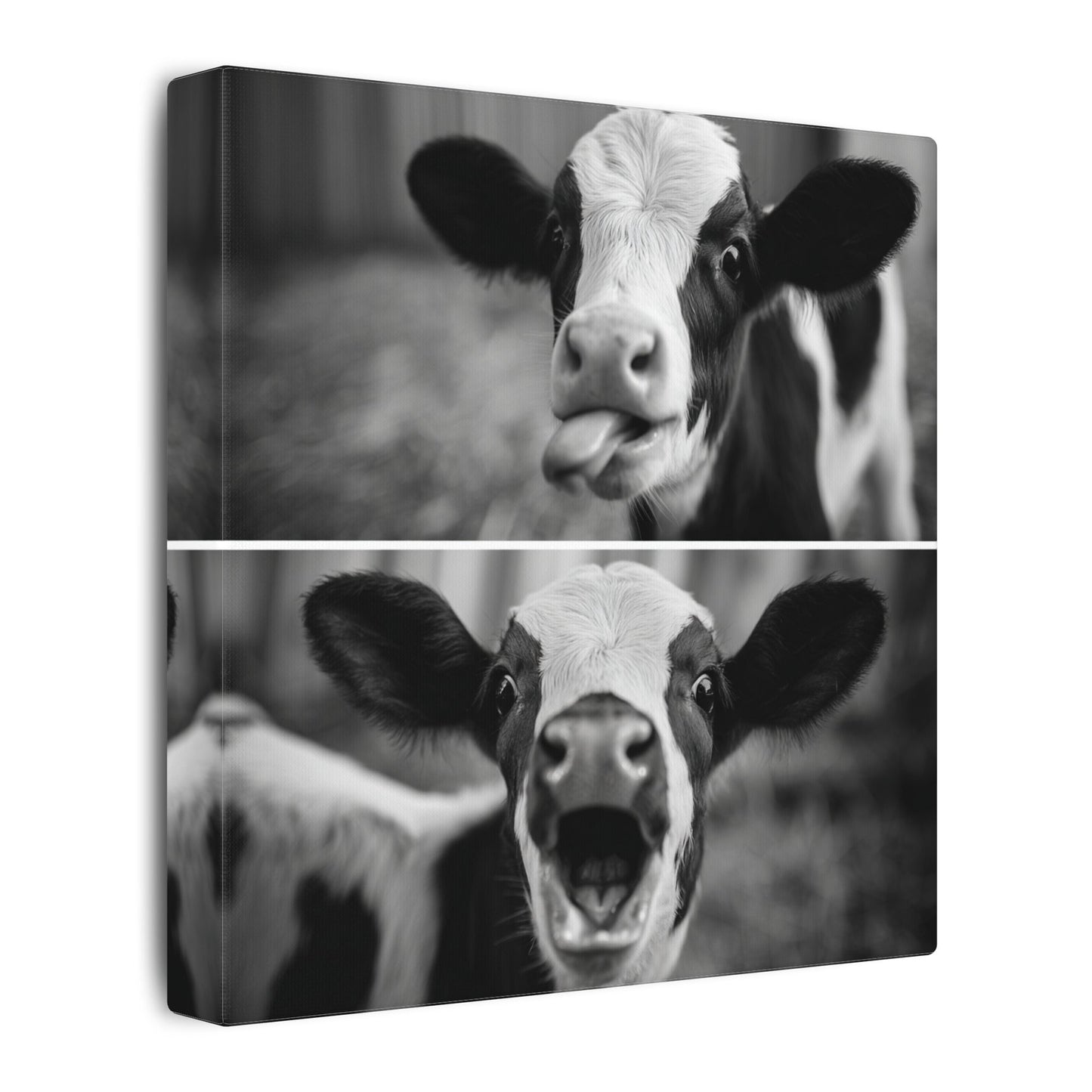 Whimsical Cow Photography | Black and White Animal Art