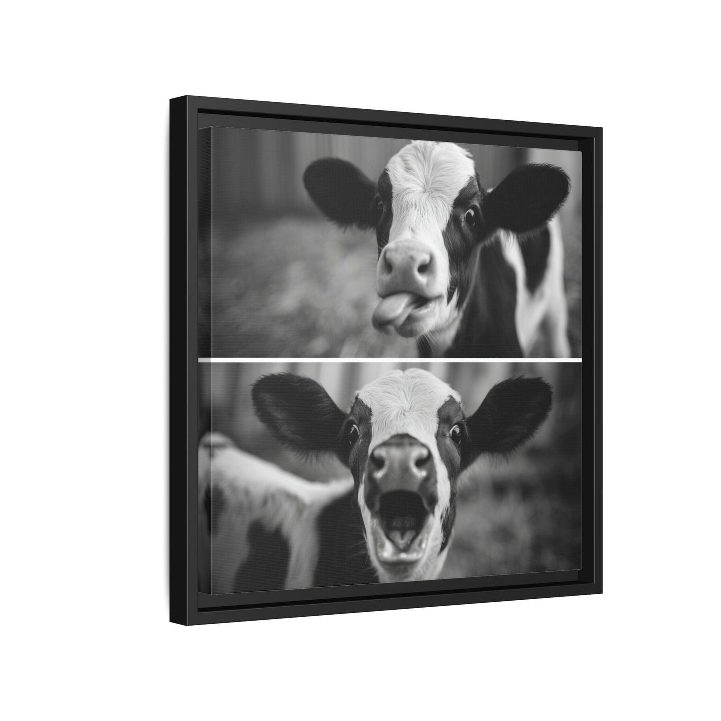 Whimsical Cow Photography | Black and White Animal Art