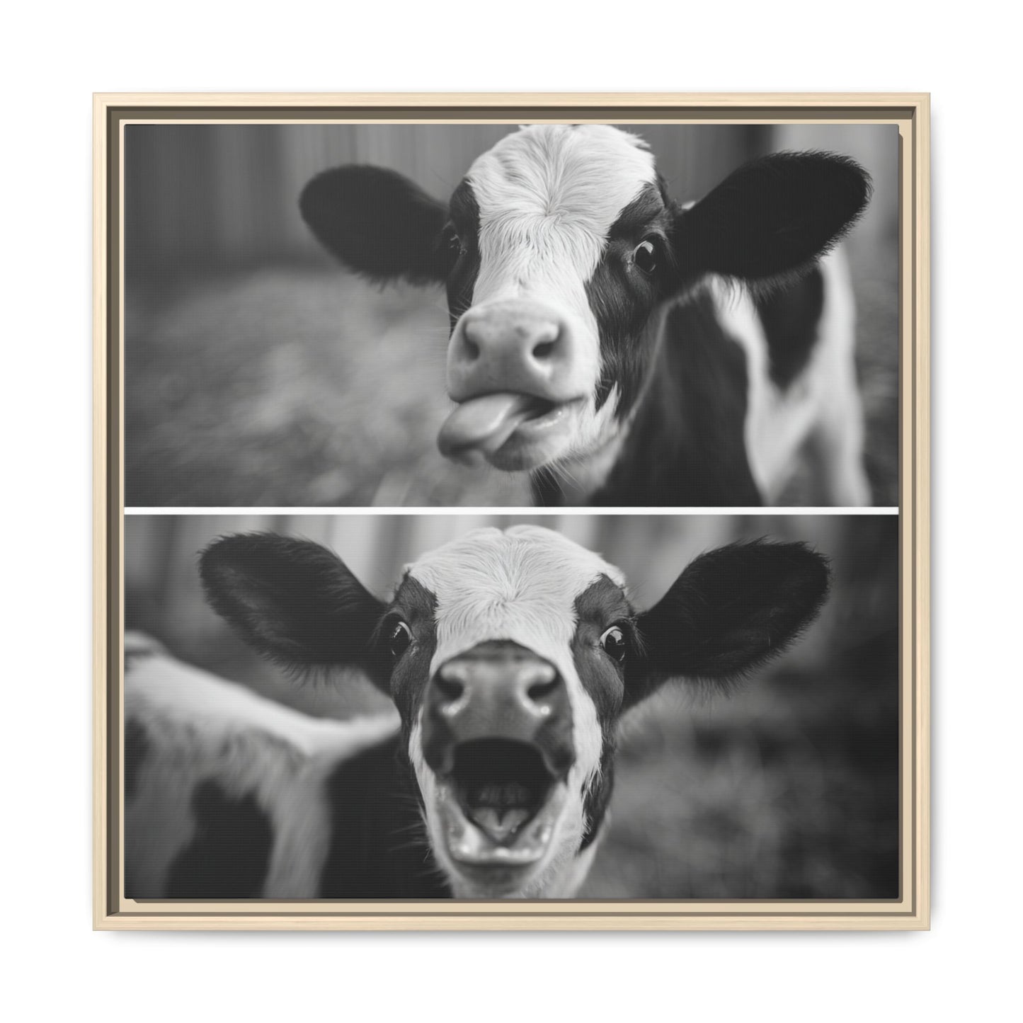 Whimsical Cow Photography | Black and White Animal Art