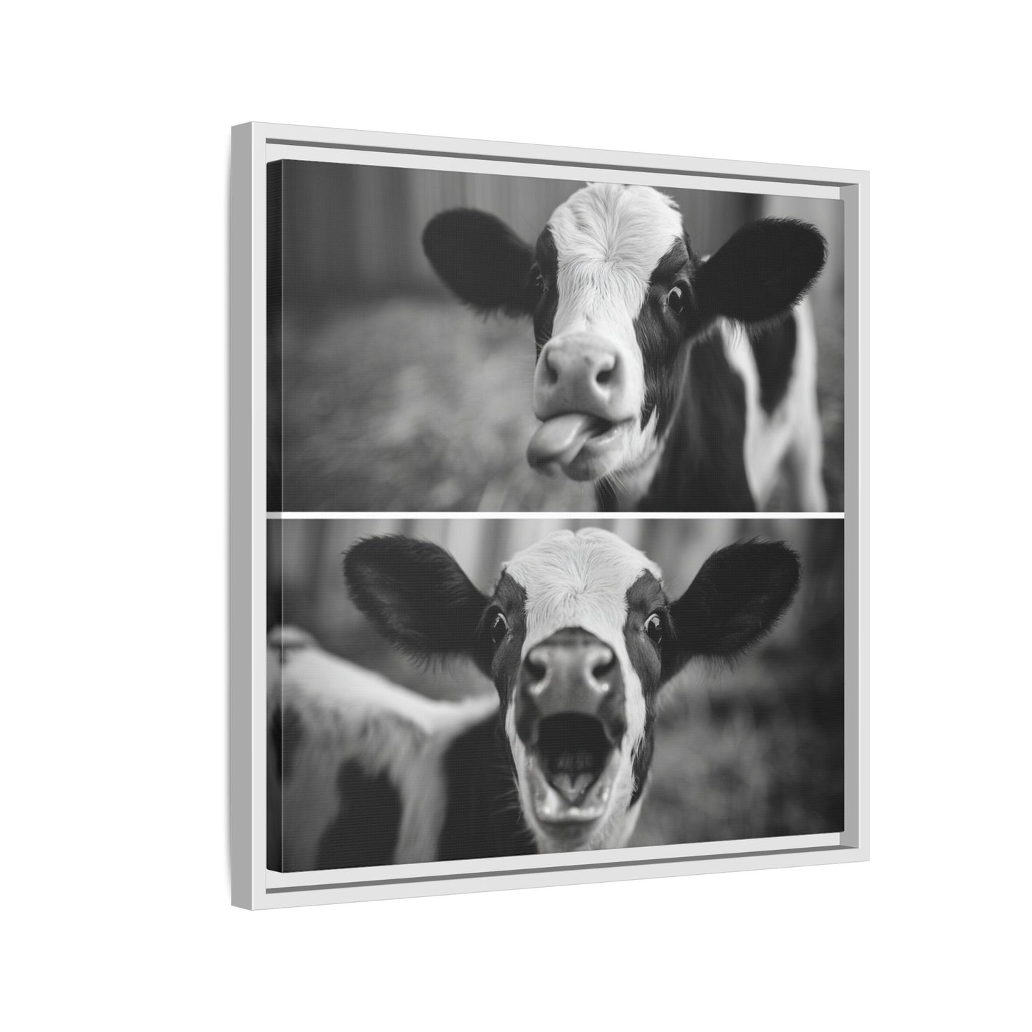 Whimsical Cow Photography | Black and White Animal Art