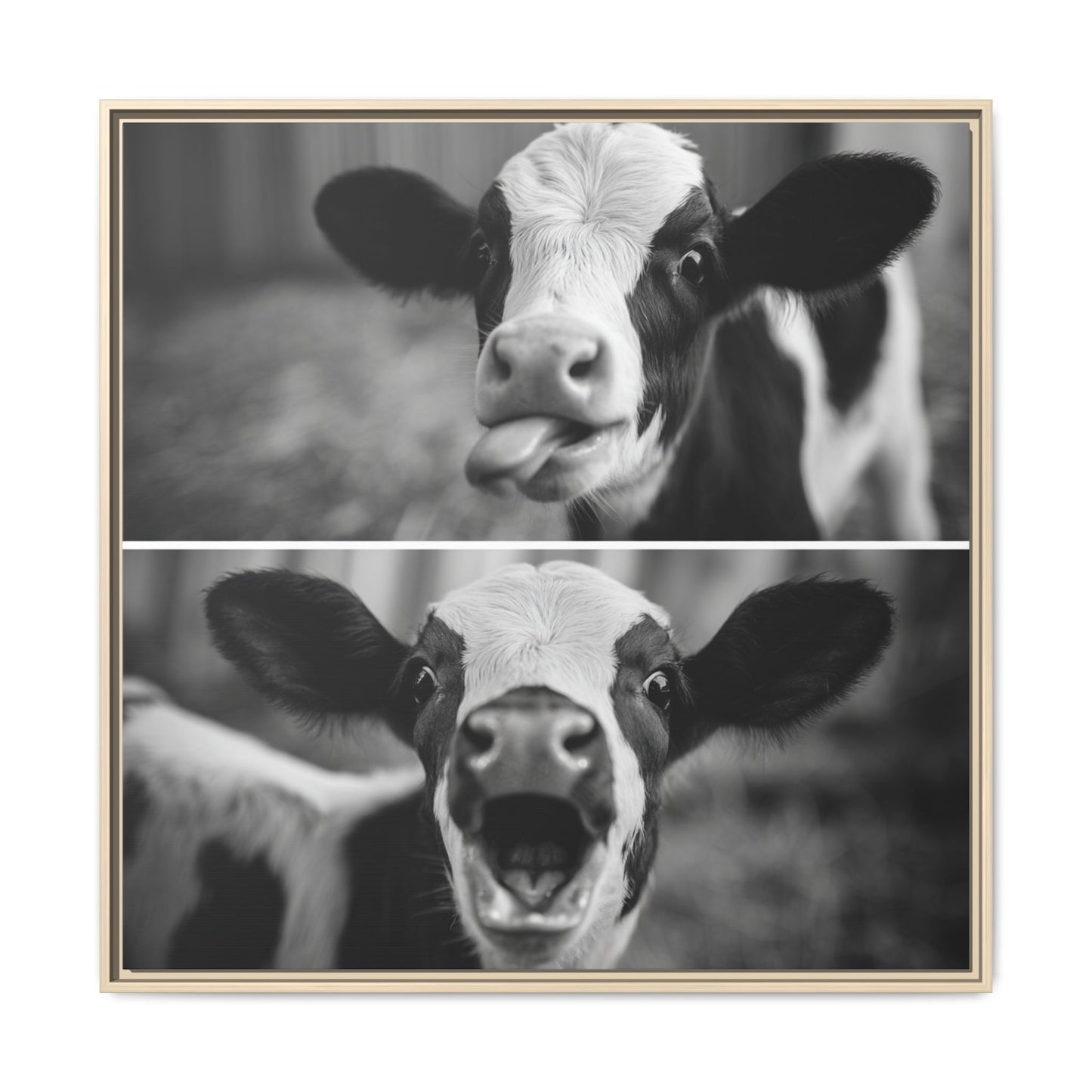 Whimsical Cow Photography | Black and White Animal Art