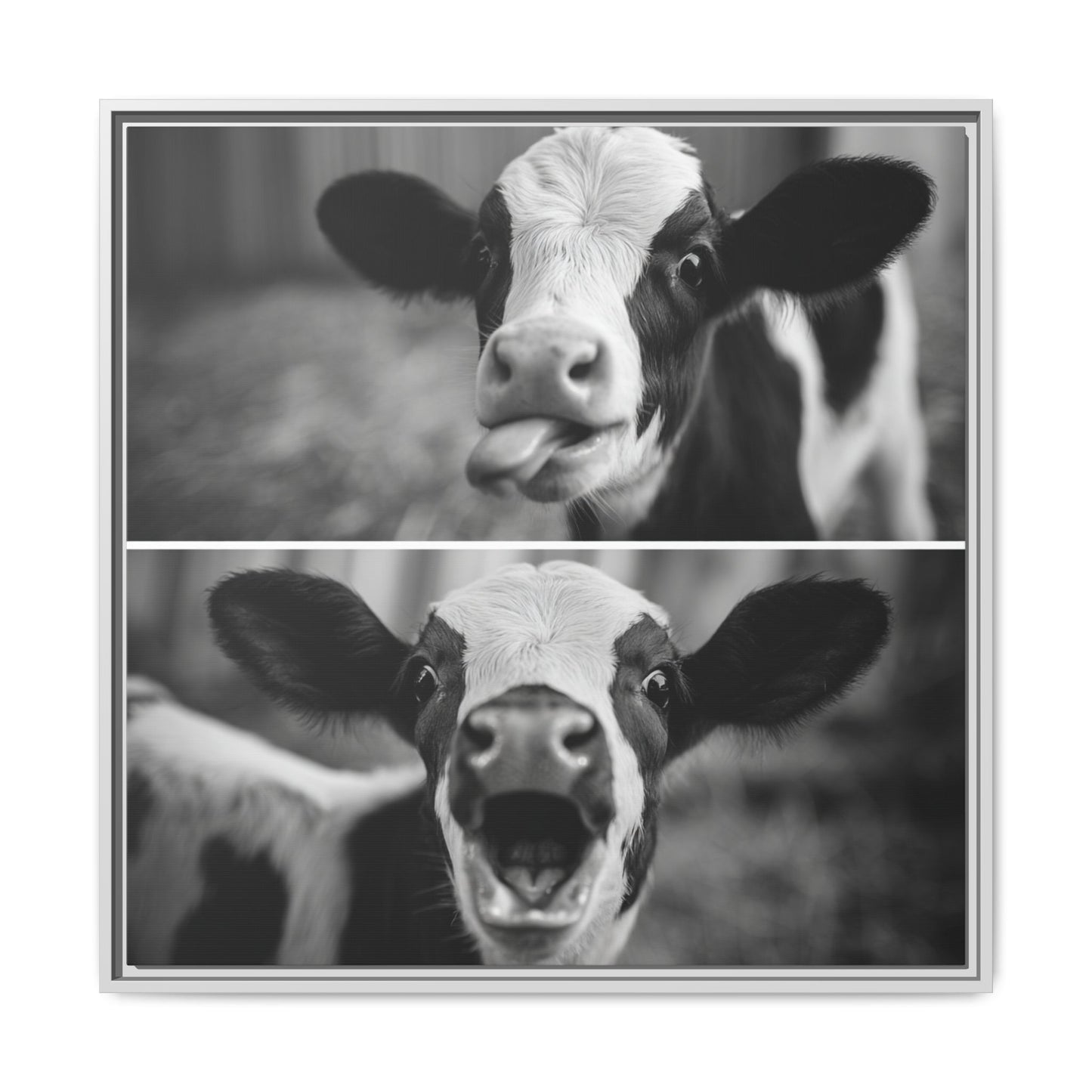 Whimsical Cow Photography | Black and White Animal Art