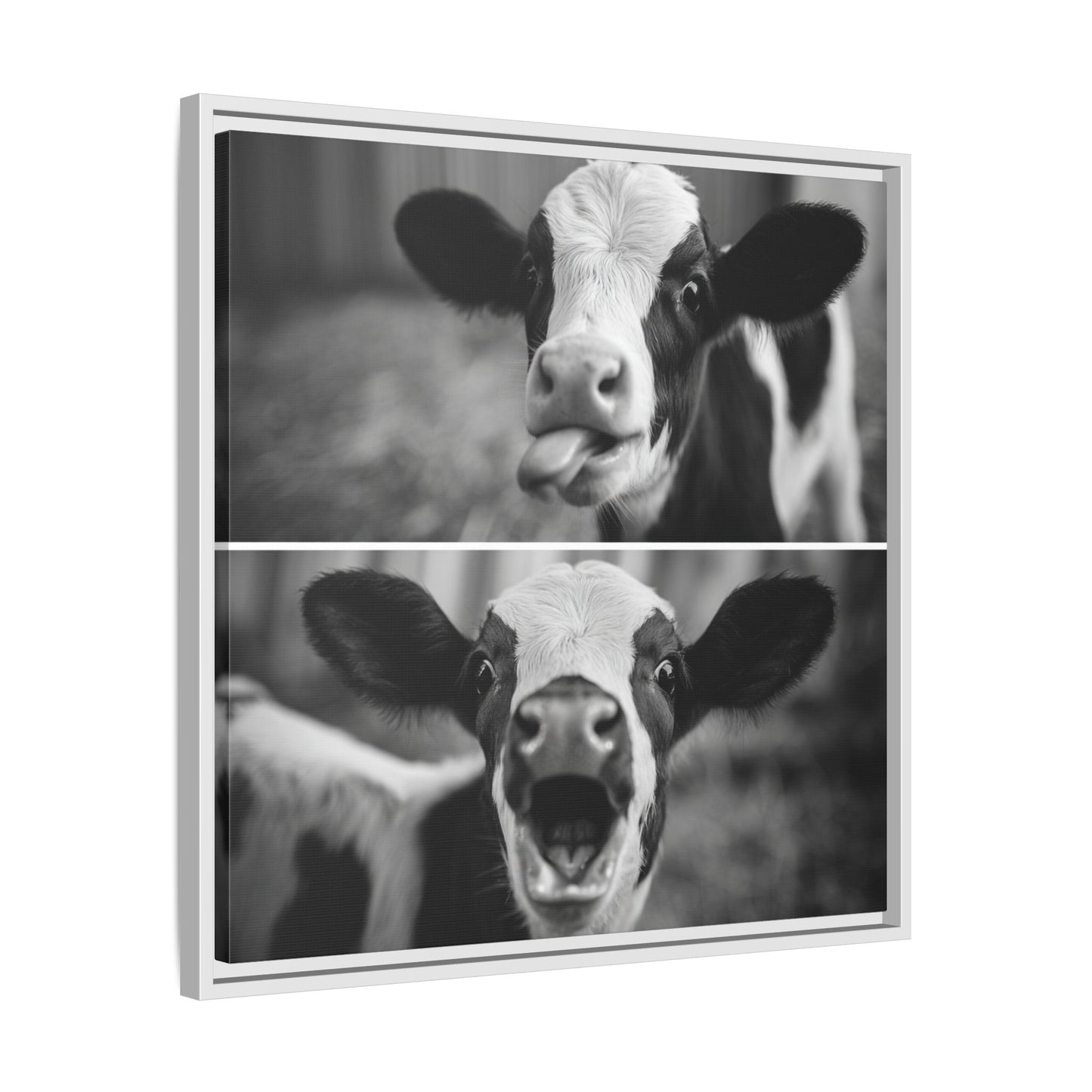 Whimsical Cow Photography | Black and White Animal Art