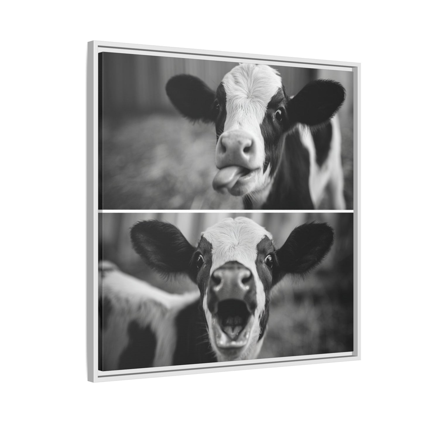 Whimsical Cow Photography | Black and White Animal Art