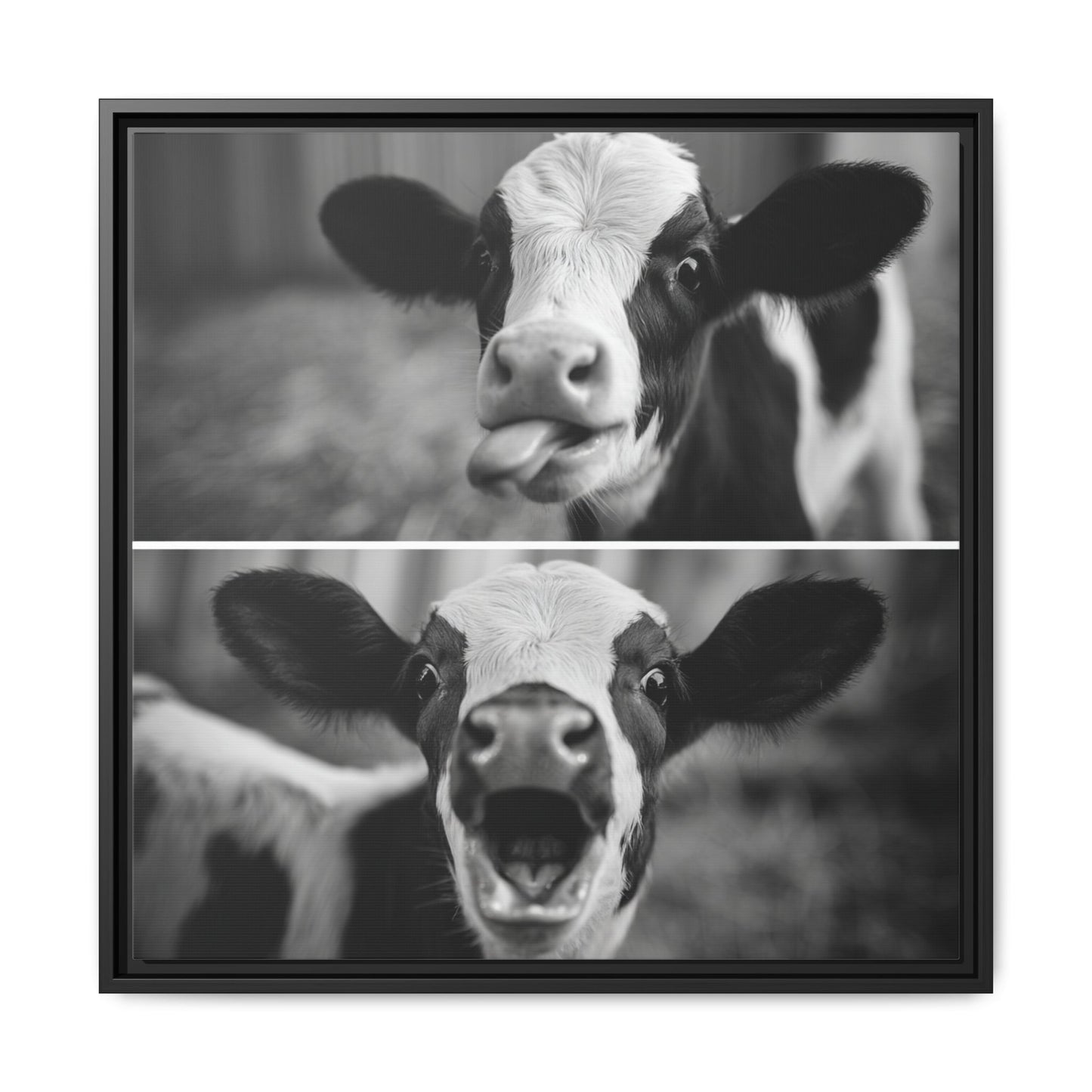 Whimsical Cow Photography | Black and White Animal Art