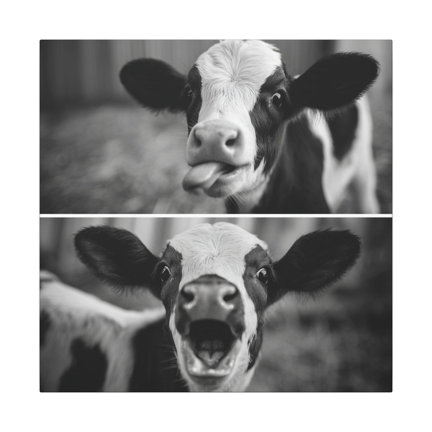 Whimsical Cow Photography | Black and White Animal Art