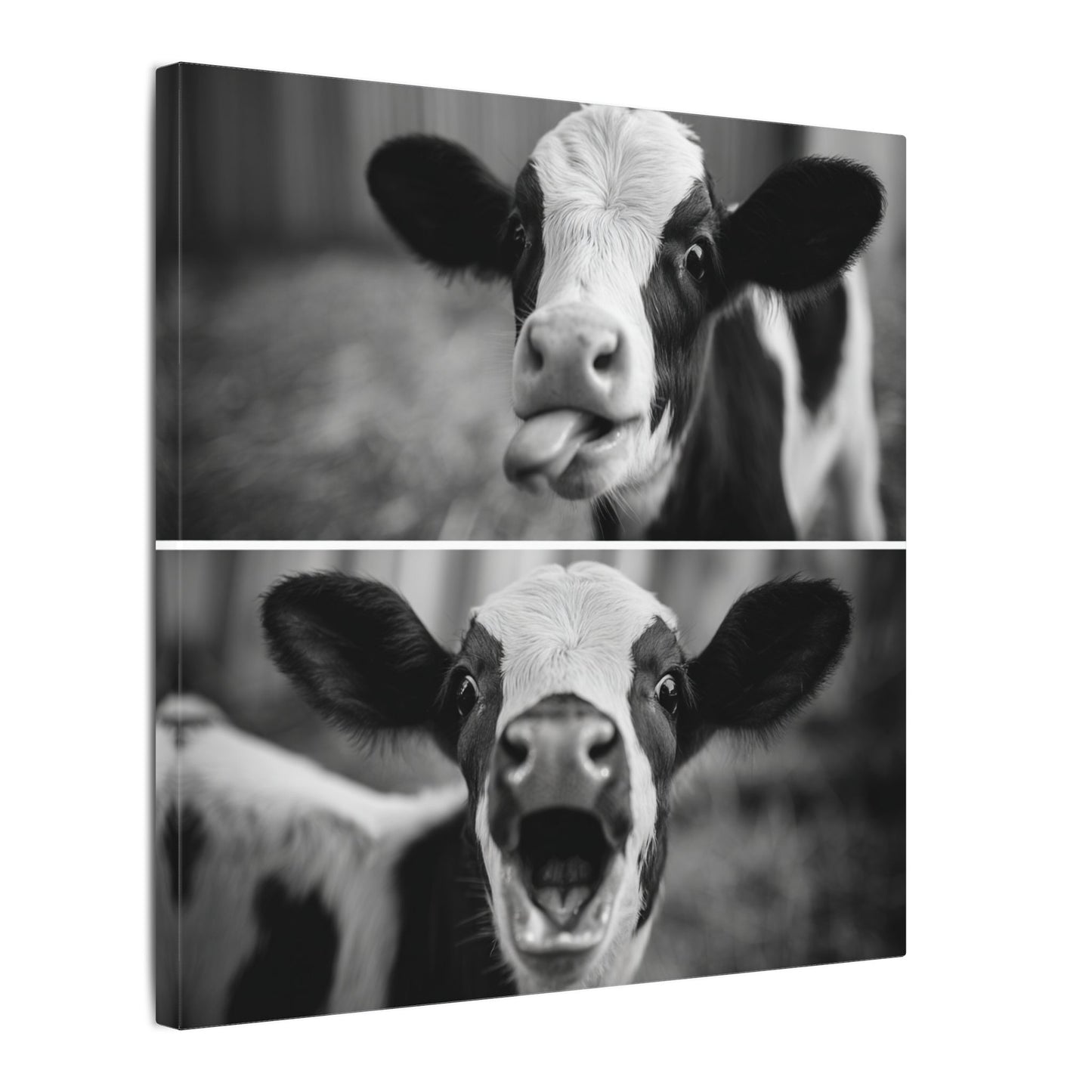 Whimsical Cow Photography | Black and White Animal Art