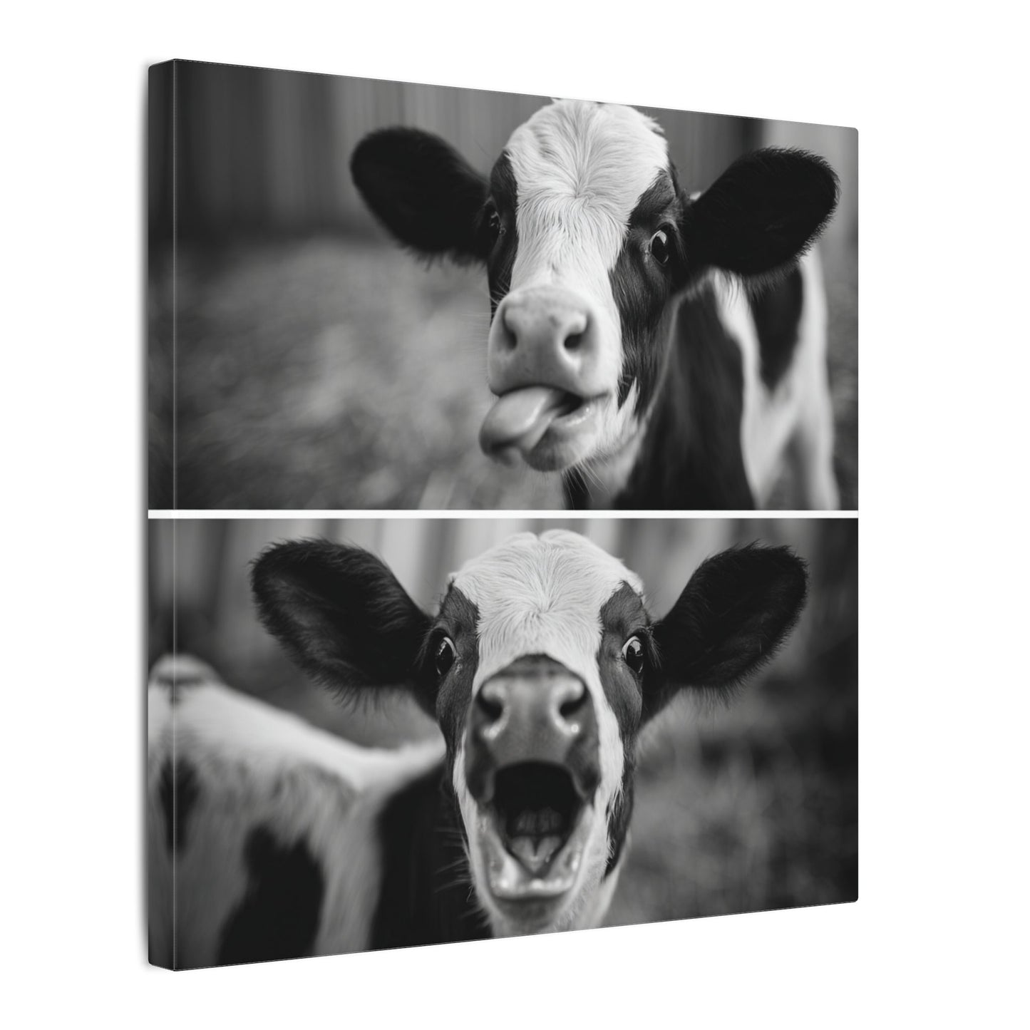 Whimsical Cow Photography | Black and White Animal Art