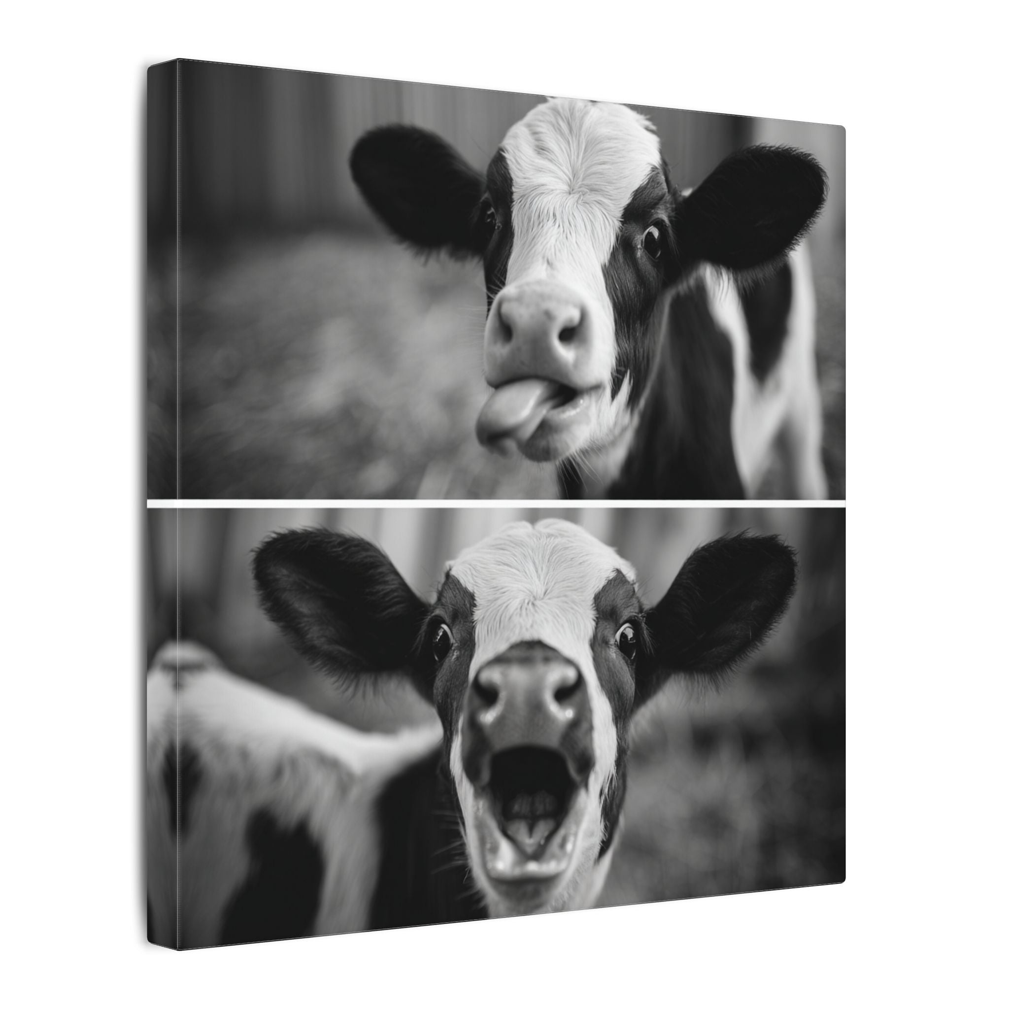 Whimsical Cow Photography | Black and White Animal Art