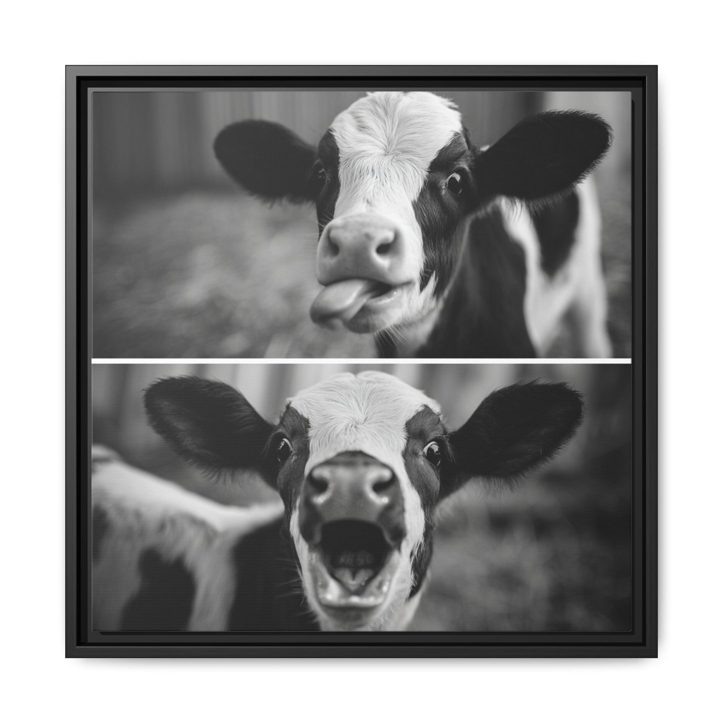 Whimsical Cow Photography | Black and White Animal Art