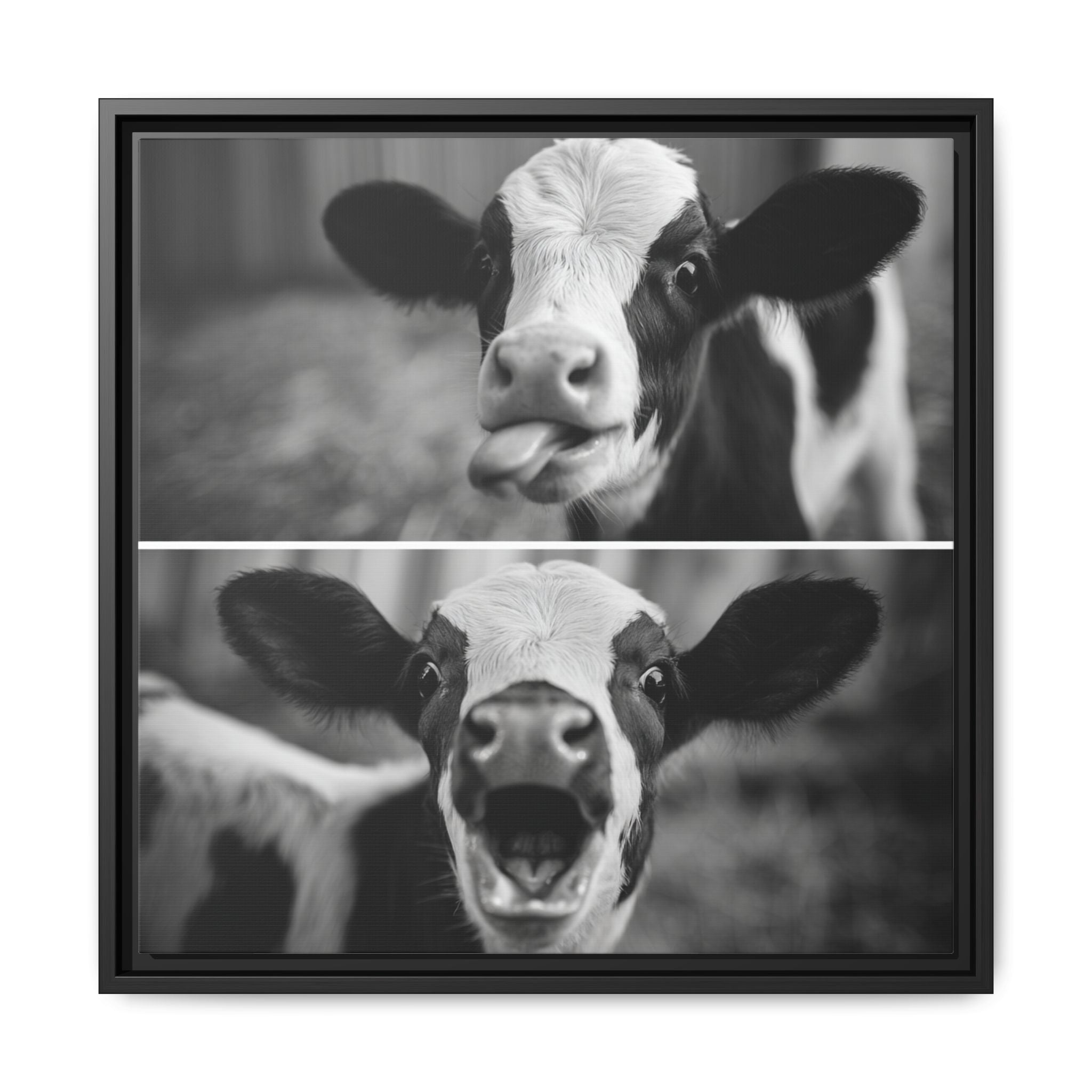 Whimsical Cow Photography | Black and White Animal Art