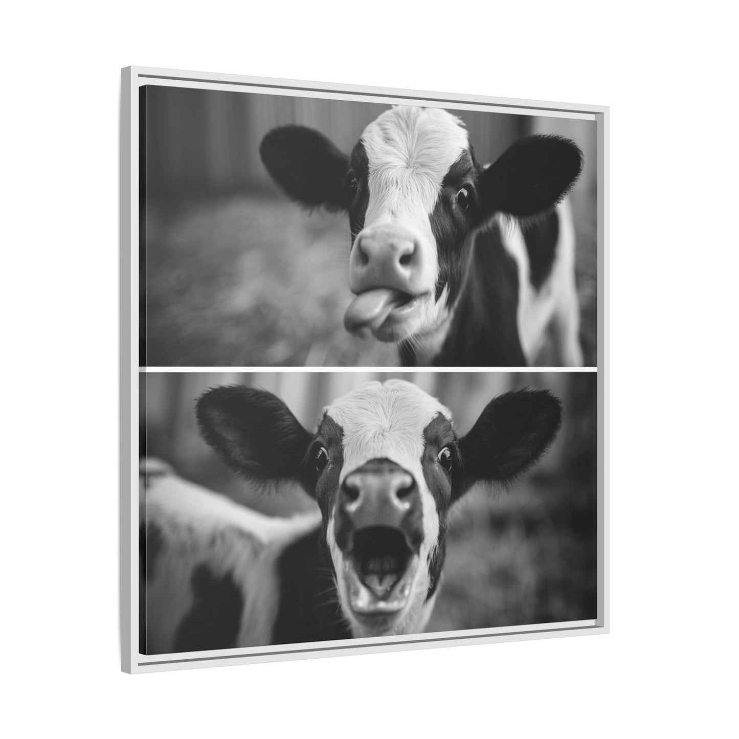 Whimsical Cow Photography | Black and White Animal Art
