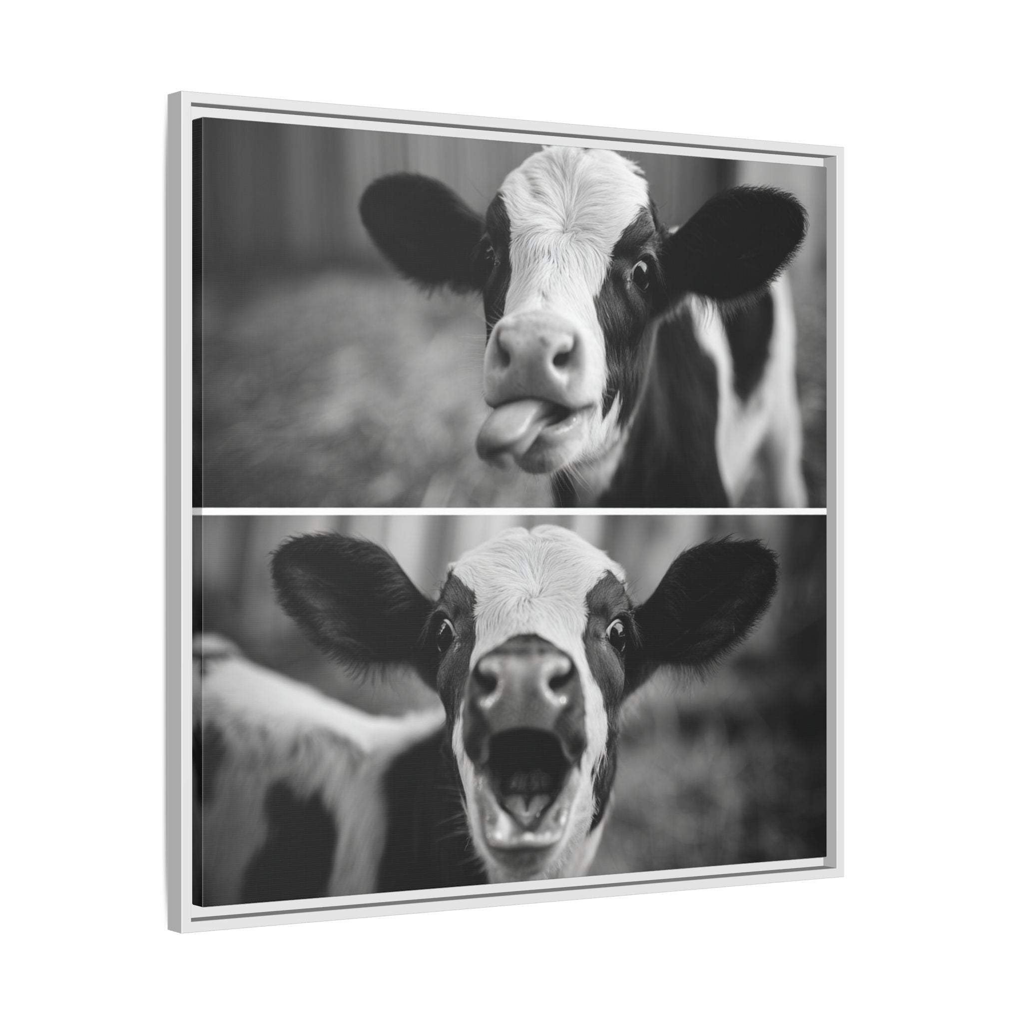 Whimsical Cow Photography | Black and White Animal Art