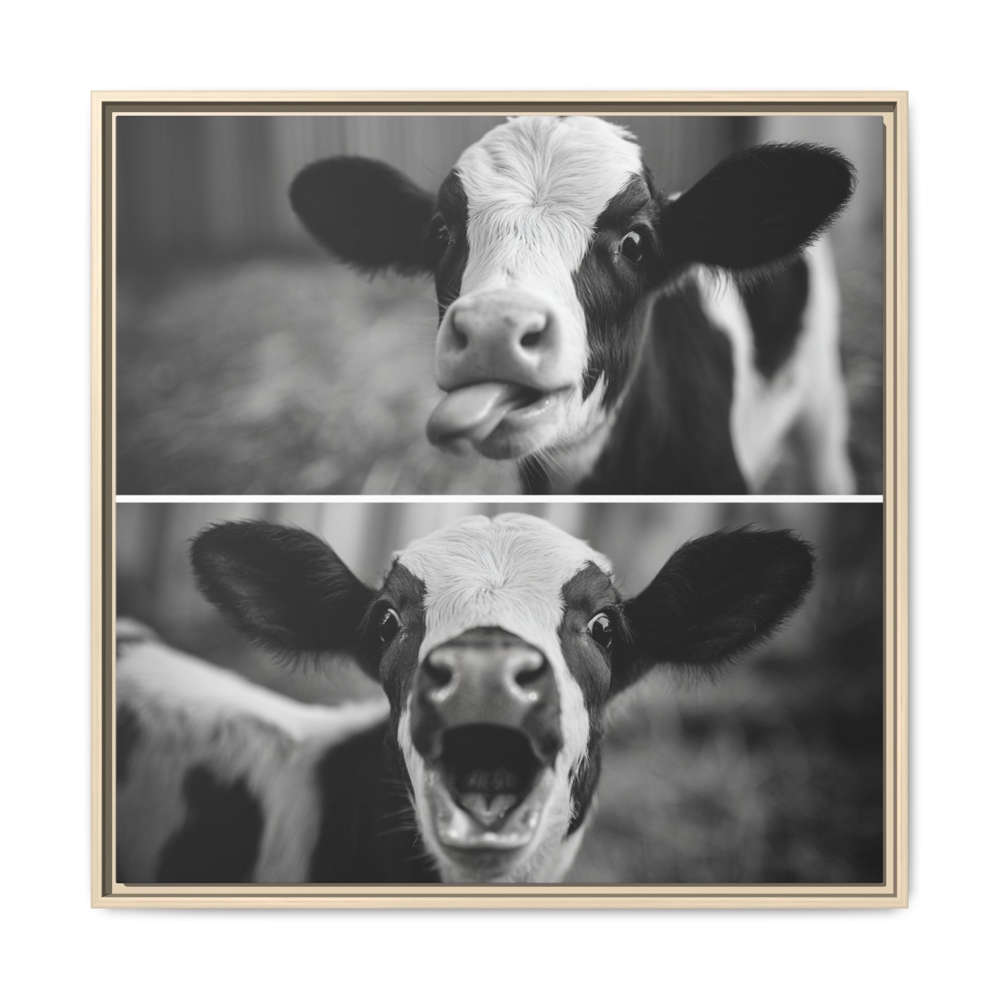 Whimsical Cow Photography | Black and White Animal Art