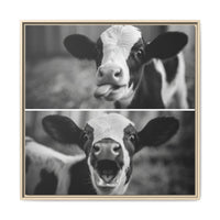 Whimsical Cow Photography | Black and White Animal Art