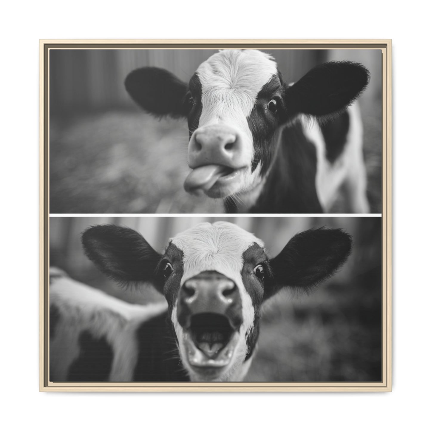 Whimsical Cow Photography | Black and White Animal Art