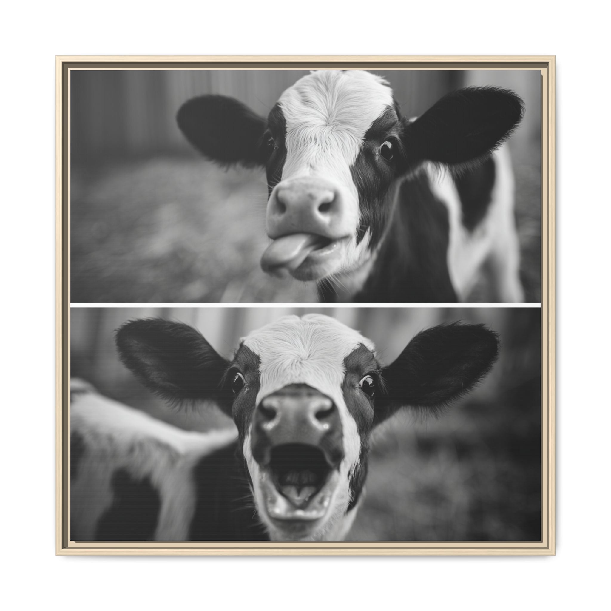 Whimsical Cow Photography | Black and White Animal Art