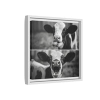 Whimsical Cow Photography | Black and White Animal Art
