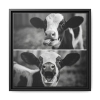 Whimsical Cow Photography | Black and White Animal Art