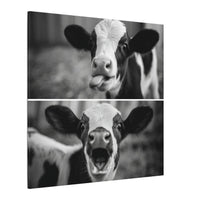 Whimsical Cow Photography | Black and White Animal Art