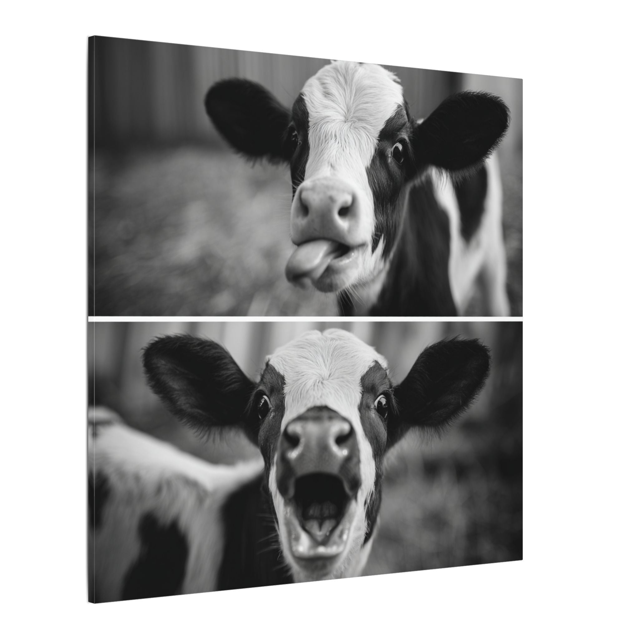 Whimsical Cow Photography | Black and White Animal Art