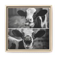 Whimsical Cow Photography | Black and White Animal Art