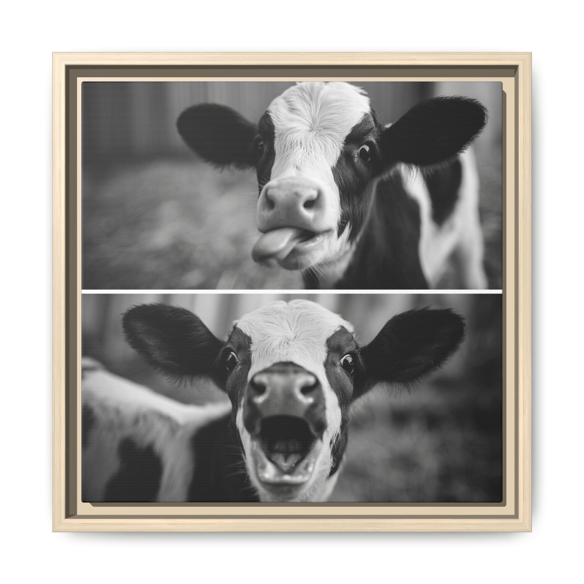 Whimsical Cow Photography | Black and White Animal Art