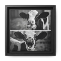Whimsical Cow Photography | Black and White Animal Art