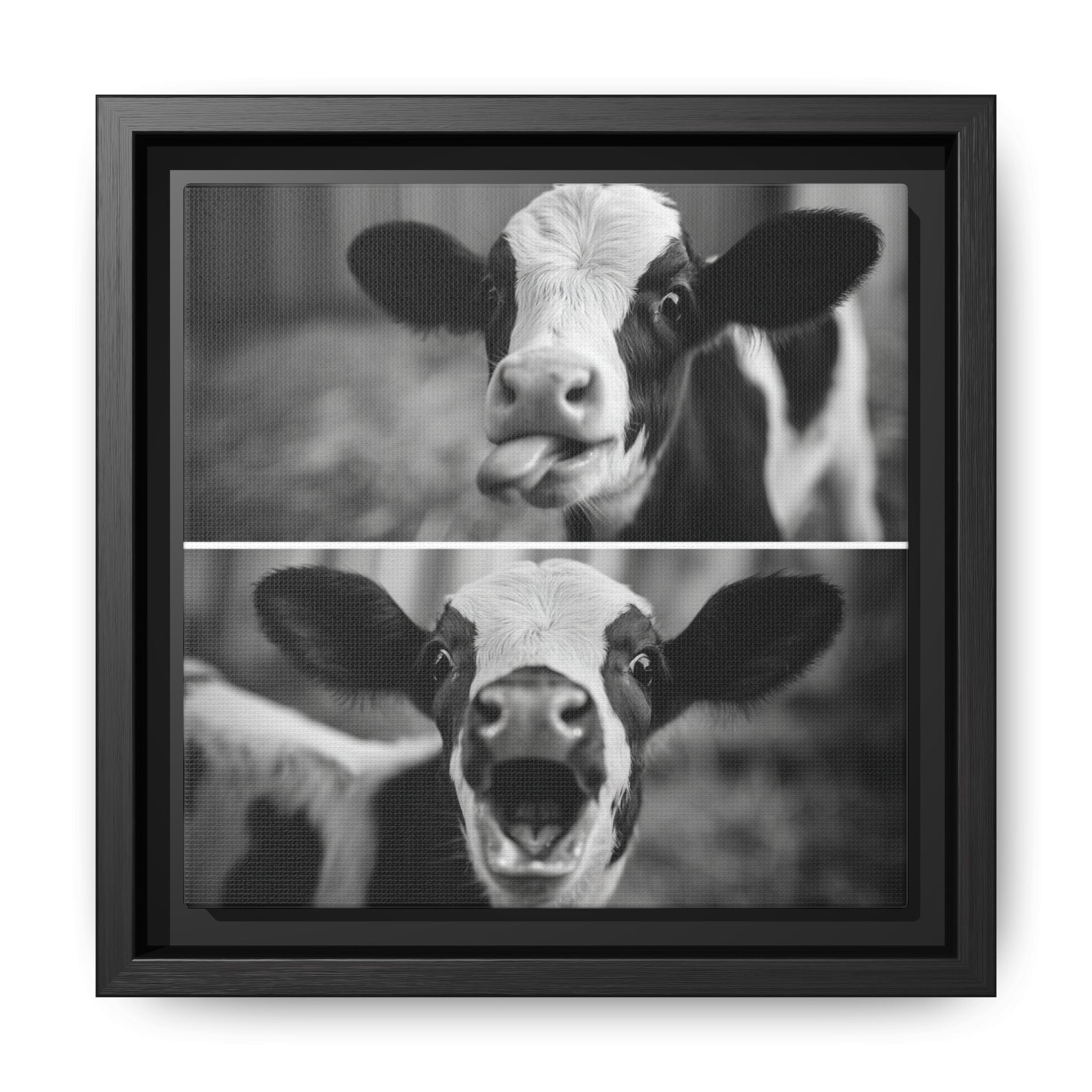 Whimsical Cow Photography | Black and White Animal Art
