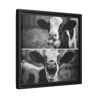 Whimsical Cow Photography | Black and White Animal Art