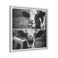 Whimsical Cow Photography | Black and White Animal Art