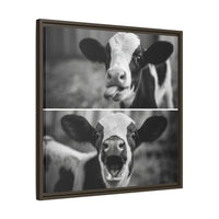 Whimsical Cow Photography | Black and White Animal Art