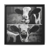 Whimsical Cow Photography | Black and White Animal Art