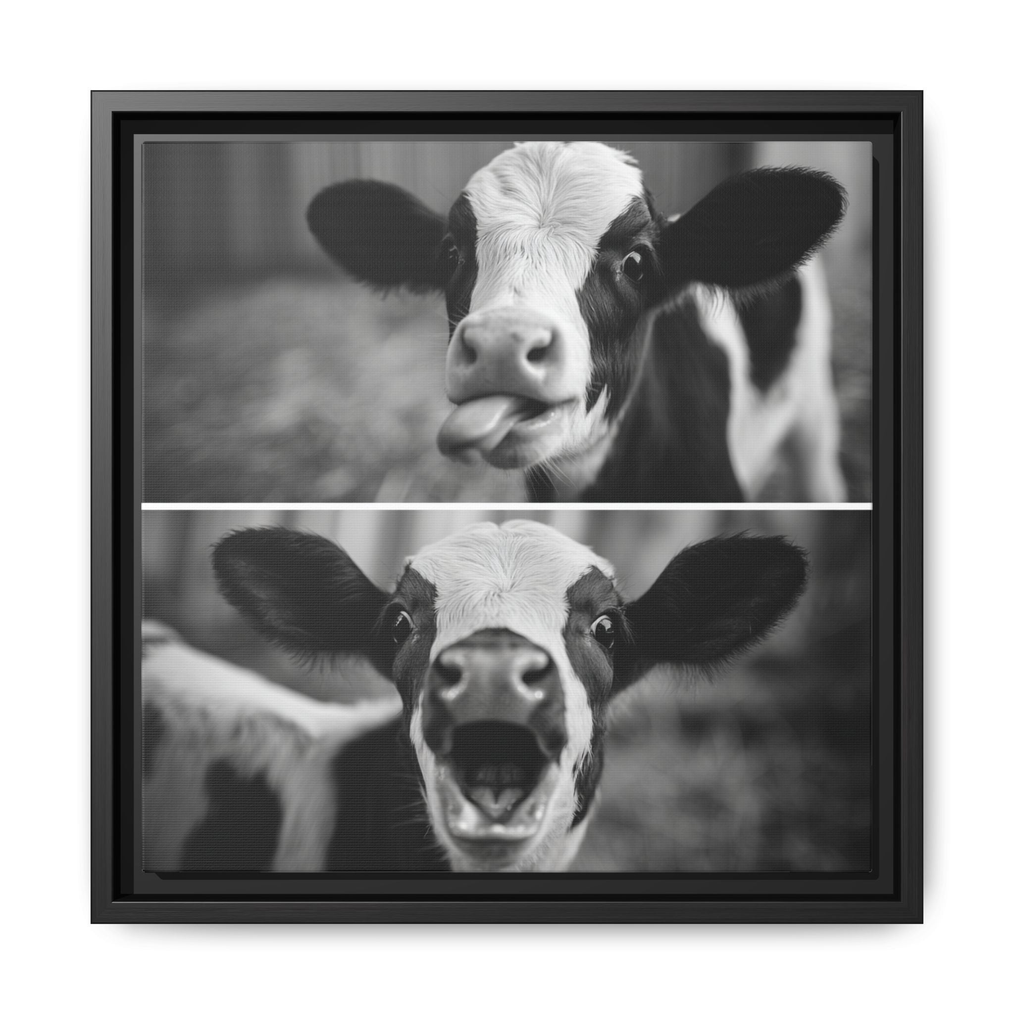 Whimsical Cow Photography | Black and White Animal Art