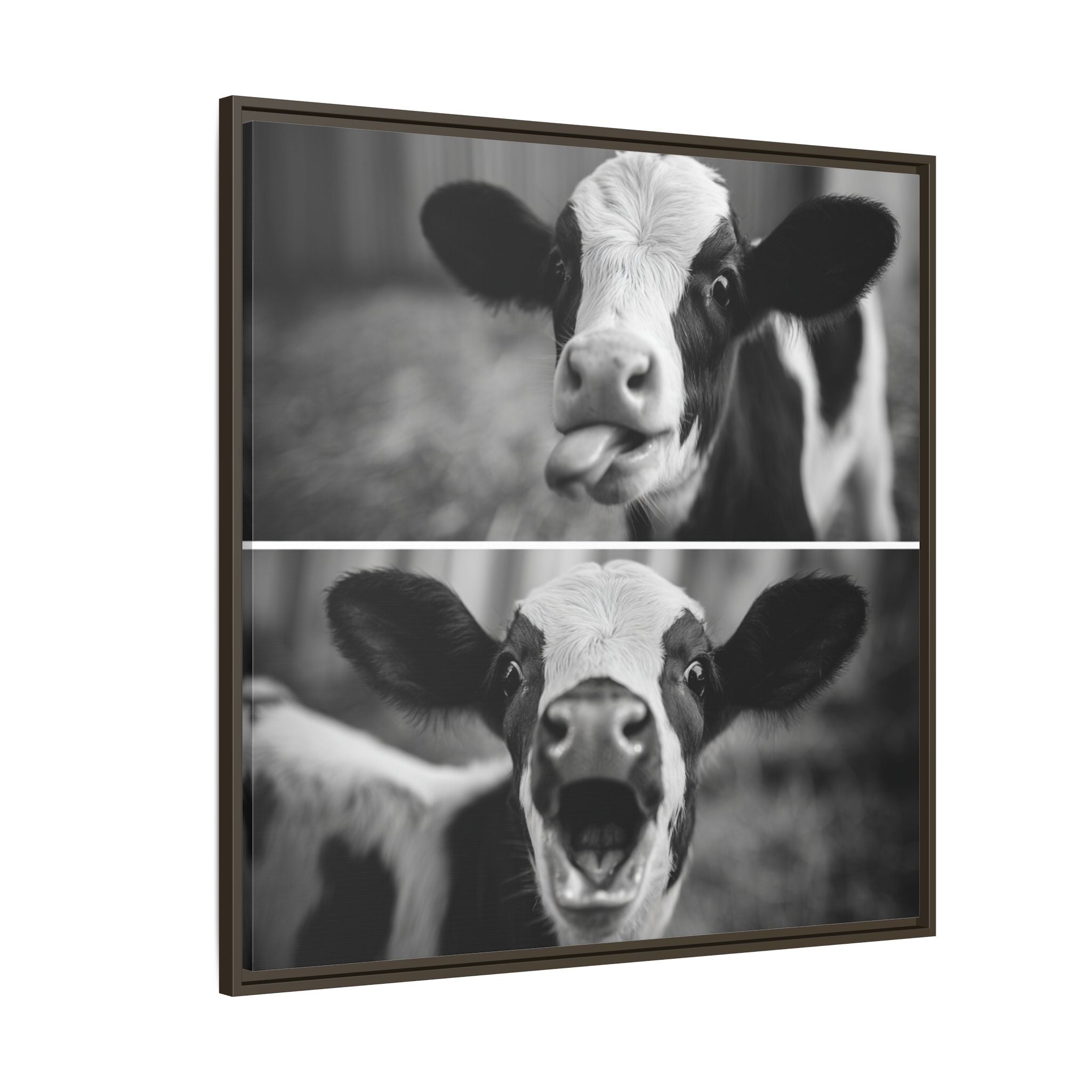 Whimsical Cow Photography | Black and White Animal Art