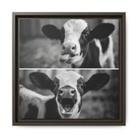 Whimsical Cow Photography | Black and White Animal Art