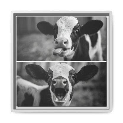 Whimsical Cow Photography | Black and White Animal Art
